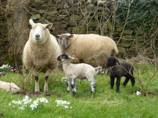 snowdropslambs