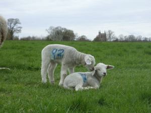 945501_640774565939535_874386207_n