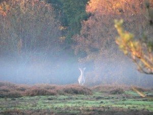 Deer in the mist