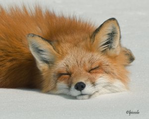 sleeping_fox_by_krankeloon-d3d8695