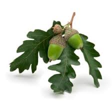 acorn