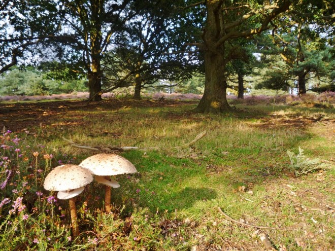 © Joanna van der Hoeven www.joannavanderhoeven.com