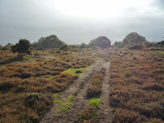 Suffolk Heathland © Joanna van der Hoeven 2014