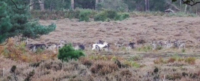 Fallow Deer Herd © Joanna van der Hoeven 2014