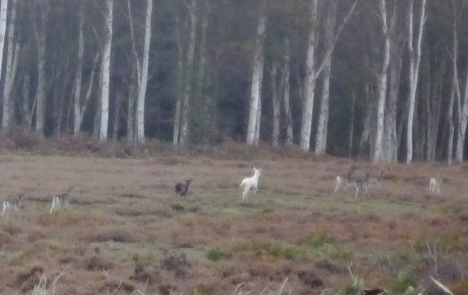 White Hart © Joanna van der Hoeven 2014