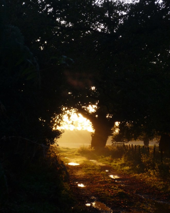 © Joanna van der Hoeven 2014