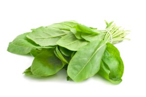 sorrel-leaves