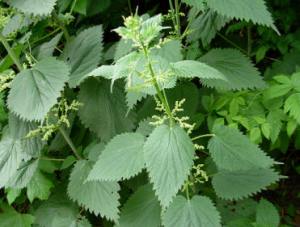 Nettle 1