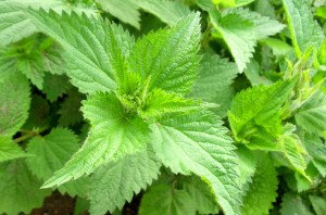 nettle-tops