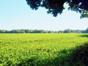 Buried beneath this farmer's field is a henge.