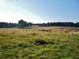View of the heath from burial mound.