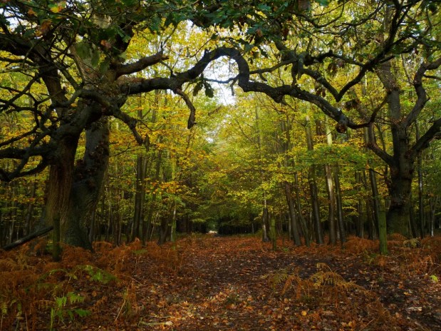 Tyranny and the&nbsp;Oak