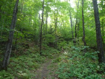 Forest on mountain 1