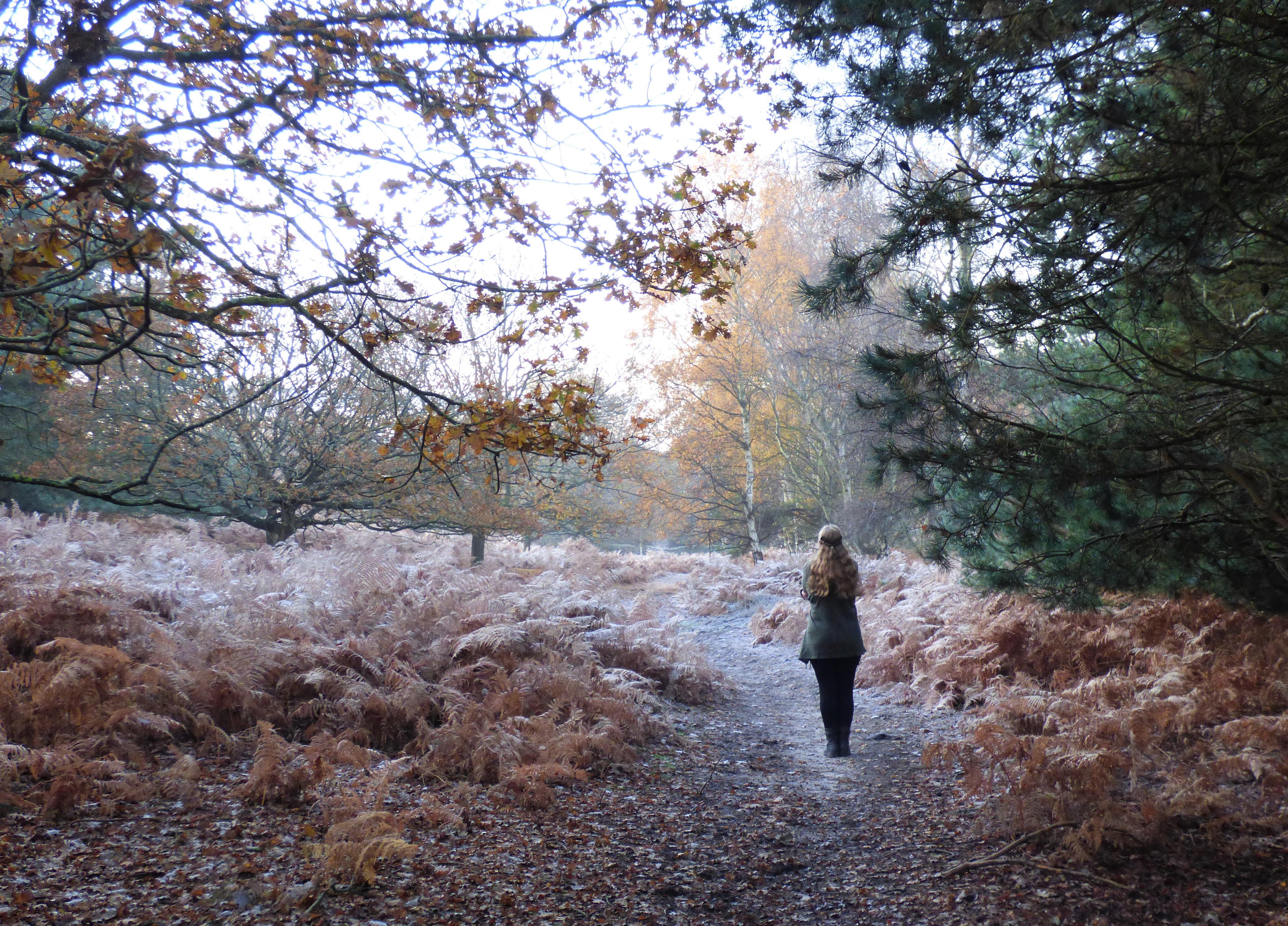 A Frosty Contemplation