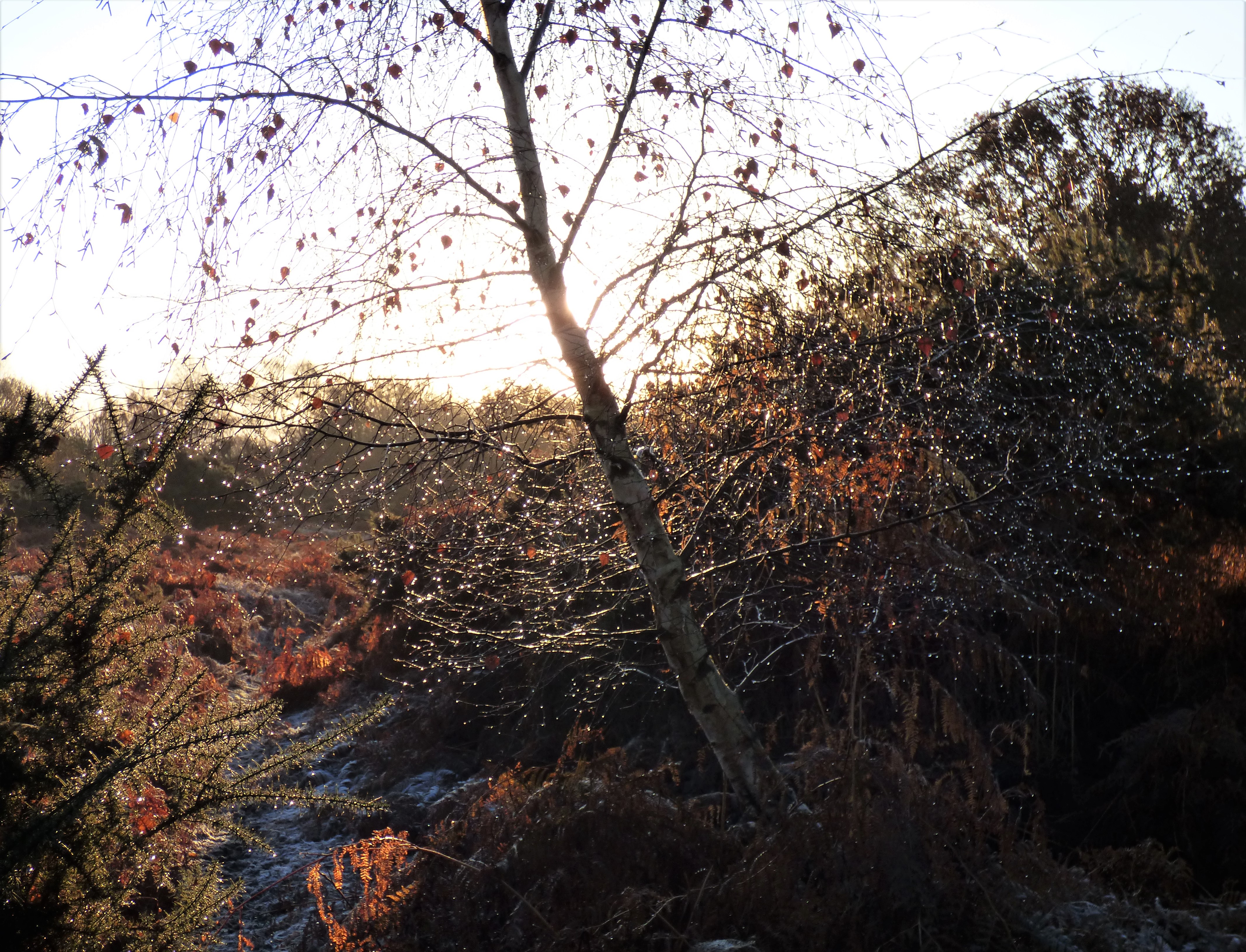 The Magic of Melting Frost