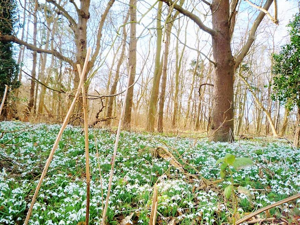 Snowdrops Butley